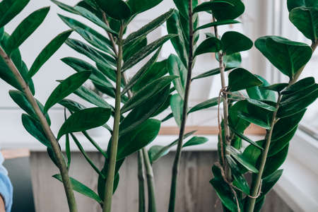 Wet home plants after spraying close-up. Woman spraying zamioculcas houseplant, moisturizes leaves during the heating season at home. Greenery at home. Love of plants, hobby. Indoor cozy gardenの写真素材