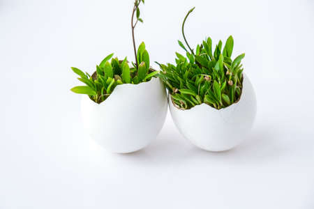 Fresh micro greens. Microgreens of arugula and cress grow in white egg shell. Seedlings without plastic. Growing microgreens at home gardening. Save the planet Eco concept. Life Easter minimal concept.の写真素材