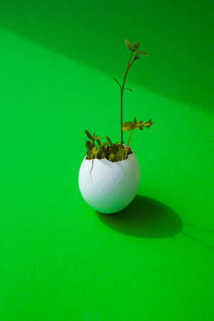 Fresh micro greens. Microgreens of arugula and cress grow in white egg shell. Seedlings without plastic. Growing microgreens at home gardening. Save the planet Eco concept. Life Easter minimal concept.の写真素材