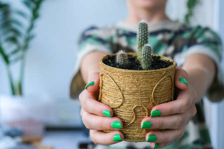 Close-up shot of female hands transplant cactus. Home garden concept. Gardening tools. Gardeners workplace. Earth in a bucket. Taking care of plantsの写真素材