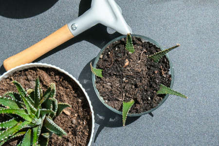 Close-up shot of female hands transplant succulent. Home garden concept. Gardening tools. Gardeners...