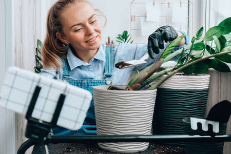 Gardener woman blogger using phone while transplants indoor plants and use a shovel on table. Zamioculcas Concept of plants care and home garden. Spring plantingの写真素材