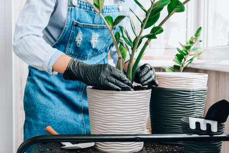 Gardener woman transplants indoor plants and use a shovel on table. Zamioculcas Concept of plants care and home garden. Spring plantingの写真素材