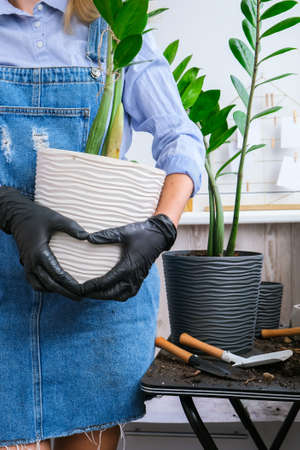 Hands in heart shape Gardener woman holding pot indoor plants Zamioculcas Concept of plants care and home garden. Spring plantingの写真素材