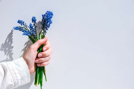 Female hands holding blue muscari flowers. Gift from child for mothers day. Small bouquet blue muscari. Florist in flowers shop. Spring flowers Postcard Copy spaceの写真素材