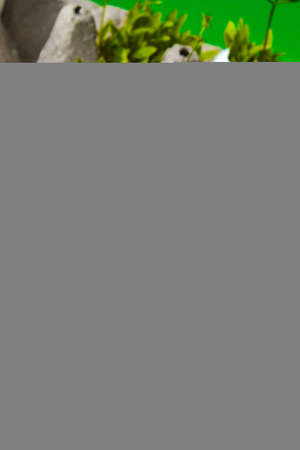 Fresh micro greens. Microgreens of arugula and cress grow in white egg shell. Cardboard boxes with seedlings in eggshell. Seedlings without plastic. Growing microgreens at home gardening. Save the planet Eco concept. Life Easter minimal concept.の写真素材