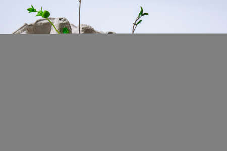 Fresh micro greens. Microgreens of arugula and cress grow in white egg shell with funny faces. Sprouts. Seedlings without plastic. Growing microgreens at home gardening. Save the planet Eco concept. Life Easter minimal concept.の写真素材