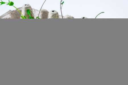 Fresh micro greens. Microgreens of arugula and cress grow in white egg shell with funny faces. Sprouts. Seedlings without plastic. Growing microgreens at home gardening. Save the planet Eco concept. Life Easter minimal concept.の写真素材