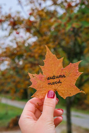 Stylish red female nails. Fall leaf with text AUTUMN MOOD in hands. Modern Beautiful manicure. Autumn winter nail design concept of beauty treatment. Gel nails. Skin care. Wellness. Trendy colors.の写真素材