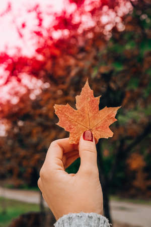 Stylish red female nails. Fall leaf in hands. Modern Beautiful manicure. Autumn winter nail design concept of beauty treatment. Gel nails. Skin care. Wellness. Trendy colors.の写真素材