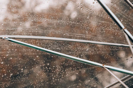 Close up Transparent Umbrella with water drops during the rain with green orange leaves tree on the blur autumn background. Rainy weather at fall season. Storm crowdcastの写真素材