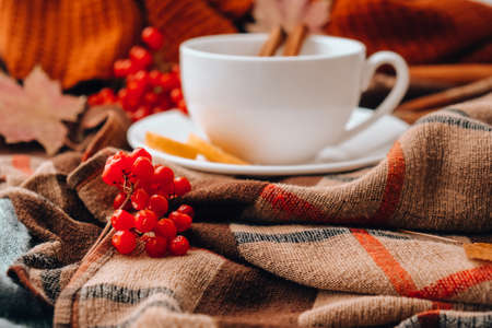 Autumn mood concept. Hot tea with lemon and cinnamon sticks on cozy sweater scarf background. Fall leaves and berries composition still life. Cup of mulled wine. Tea Time. Festive mood atmosphere homeの写真素材
