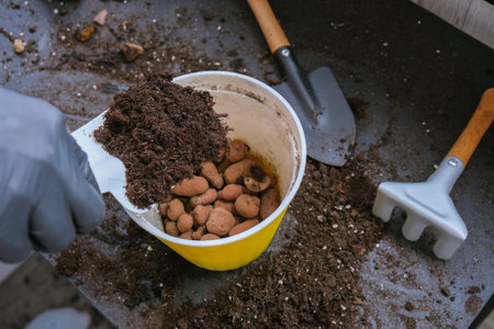 Woman gardener hands transplantion violet in a pot. Concept of home gardening and planting flowers in pot. Potted Saintpaulia violet flowers. Housewife taking care of home plants and flowersの写真素材