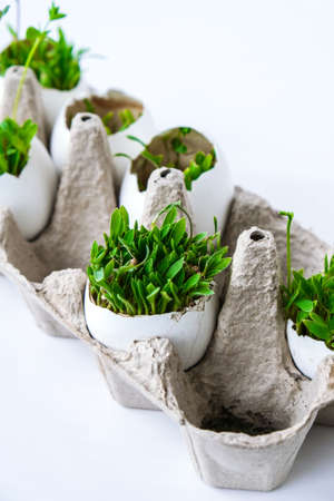 Fresh micro greens. Microgreens of arugula and cress grow in white egg shell. Cardboard boxes with...