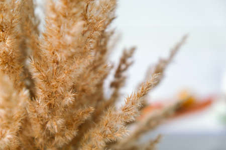 Vertical dry pampas grass reed against white wall and curtains. Minimal interior decor concept. Cozy home with dried fluffy plants. Abstract decoration, minimalism style. Reed plume stemの写真素材