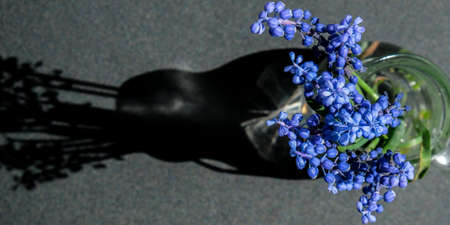 Bouquet of blue Muscari. Black background. Spring bulbous flowers. Flower shop concept. Copy space for textの写真素材
