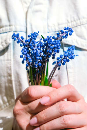 Female hands holding blue muscari flowers. Gift from child for mothers day. Small bouquet blue muscari. Florist in flowers shop. Spring flowers Postcardの写真素材