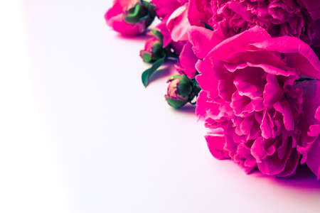 Bright pink peonies on a white background. Summer flower arrangement. Background for a greeting card. Copy space. The concept of a holiday, birthday, Valentine's Day, gift, declaration of loveの写真素材