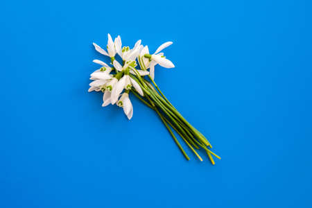 Bouquet of snowdrop flowers. Early spring time flowers. Holiday background. Greeting card.