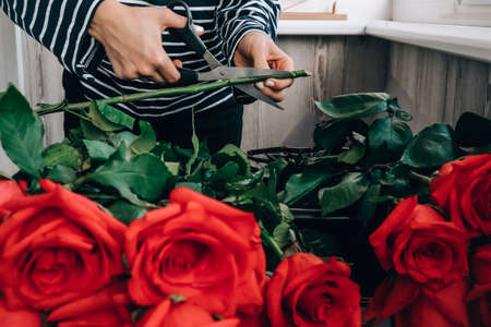 Florist arranging a bouquet from pink roses. Close up florist working cutting roses stem with pruning shears while making composition arrange. Working day in floristic store salonの写真素材