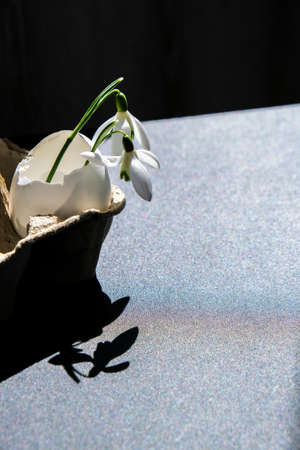 Creative minimal Easter and spring time concept with snowdrop in the white eggshell on dark...