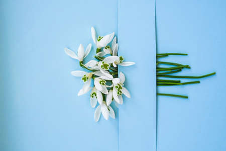Composition with snowdrop flowers on color background, Creative layout made with snowdrop flowers on bright blue background. Flat lay. Spring minimal concept.の写真素材