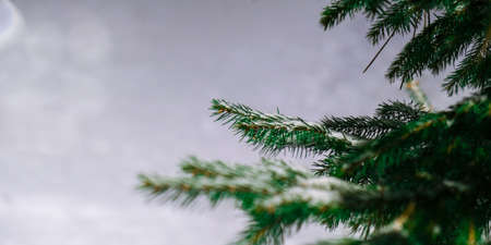 Coniferous branches covered with hoarfrost. close up. Winter snow background. Copy space for text Pine fir treeの写真素材
