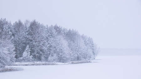 Winter holiday landscape forest Dramatic view of snow-capped spruces on frosty day. photo wallpapers. Fabulous nature image. Happy New Year and merry christmas greeting card. copy spaceの写真素材