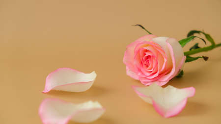 Delicate pink rose on beige background. Minimal trendy composition. Abstract art idea. Romantic...