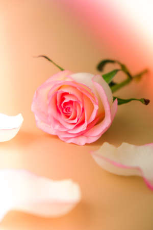 Delicate pink rose on beige background. Minimal trendy composition. Abstract art idea. Romantic pastel pink rose flower. Modern aesthetic. Neutral earth tones. Greeting card background Copy space Verticalの写真素材