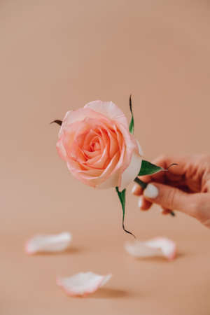 Female hand holding Delicate pink rose on beige background. Minimal trendy composition. Abstract art idea. Romantic pastel pink rose flower. Modern aesthetic. Neutral earth tones. Greeting card background Copy space Verticalの写真素材