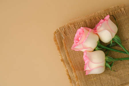 Delicate pink rose on beige background. Minimal trendy composition. Abstract art idea. Romantic pastel pink rose flower. Modern aesthetic. Neutral earth tones. Greeting card background Copy spaceの写真素材