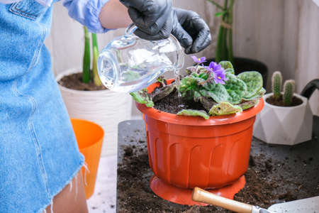 Woman gardener hands transplantion violet in a pot. Concept of home gardening and planting flowers in pot. Potted Saintpaulia violet flowers. Housewife taking care of home plantsの写真素材