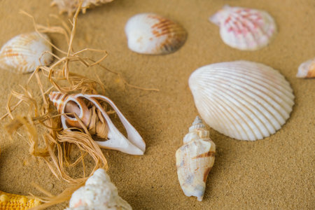 Composition seashells, pebbles, mockup on sand background. Marine still life, flat lay. Sea summer vacation travel concept tourism and resorts.の写真素材
