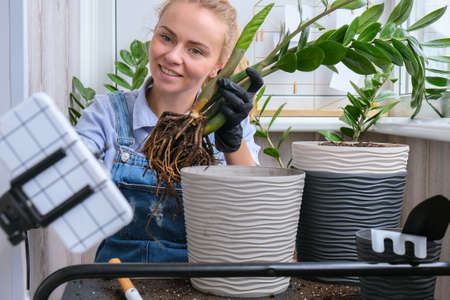 Gardener woman blogger using phone while transplants indoor plants and use a shovel on table. Zamioculcas Concept of plants care and home garden. Spring plantingの写真素材