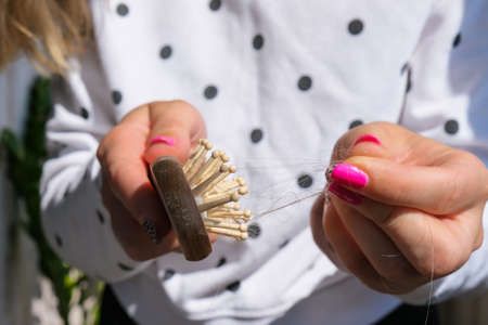Hair loss on the comb, massage wooden brush with a clump of hair, problem of growth, hair care problems. Hair loss it cause from family history, hormonal changes, unhealthy of aging.の写真素材