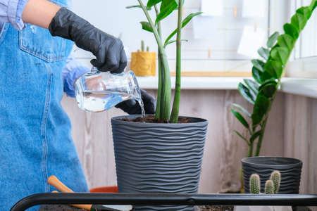 Gardener woman transplants indoor plants and use a shovel on table. Zamioculcas Concept of plants...