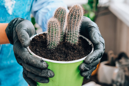 Close-up shot of female hands transplant cactus. Home garden concept. Gardening tools. Gardener's workplace. Earth in a bucket. Taking care of plants. Home spring plantingの写真素材