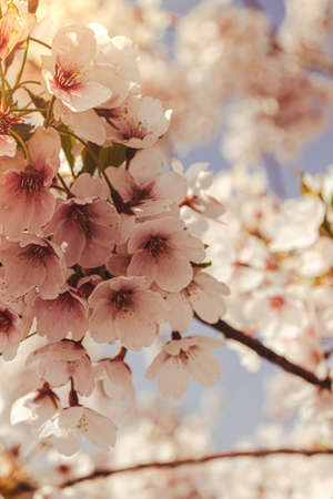 Cherry blossomes concept. Japanese sakura. Hanami. Spring bloom. Beautiful Japanese tree branch with...