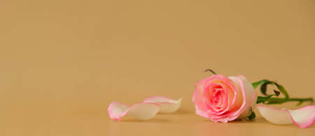 Delicate pink rose on beige background. Minimal trendy composition. Abstract art idea. Romantic pastel pink rose flower. Modern aesthetic. Neutral earth tonesの写真素材