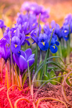 Bright colorful spring crocuses close-up. Blue flowers Iris versicolor beautifully blooming in the garden. Hello spring concept Flowers in bloom in sunlight. nature backgroundの写真素材