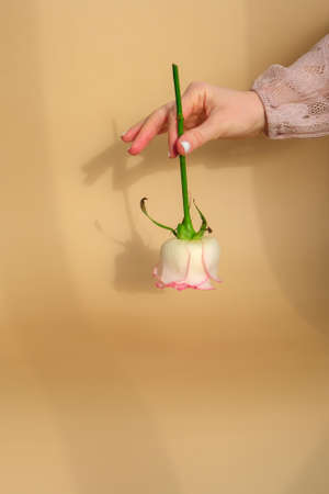 Female hand holding tender pink rose on beige background. Minimal trendy composition. Abstract art...