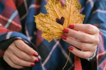 Stylish red female nails. Fall leaf with hole in heart shape in hands. Modern Beautiful manicure. Autumn winter nail design concept of beauty treatment. gel nails. skincare. wellness. trendy colors.の写真素材