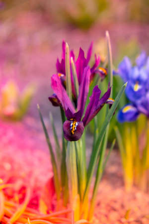 Bright colorful spring crocuses close-up. Blue flowers Iris versicolor beautifully blooming in the...
