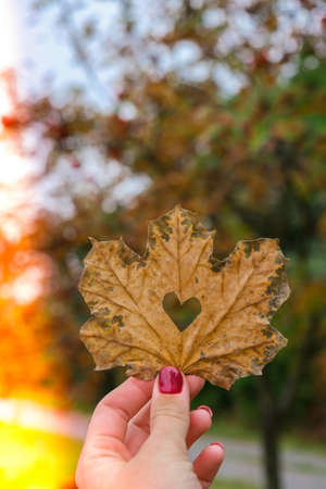 Stylish red female nails. Fall leaf with hole in heart shape in hands. Modern Beautiful manicure....