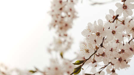 White flowers of cherry blossom on cherry tree close up. Blossoming of white petals of cherry...
