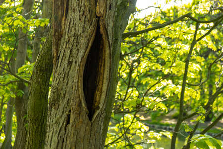 tree roots in the forest. Hollow old tree. Dead oak tree. Devastated object continues to live. Sunny...