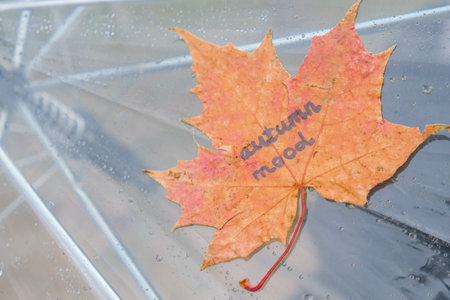Close up Transparent Umbrella with leaf autumn mood text water drops during the rain with green orange leaves tree on the blur autumn background. Rainy weather at fall season. concept of fall. golden autumn. Stormの写真素材