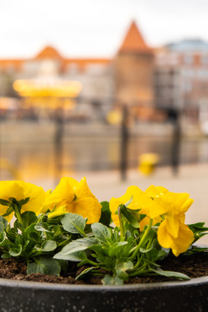 Flowerbed of beautiful yellow flowers on Gdansk city background. Group of delicate colorful flowers in the period of active flowering in spring. Romantic natural background for all vivid moments of life greeting card background. Springtime seasonの写真素材