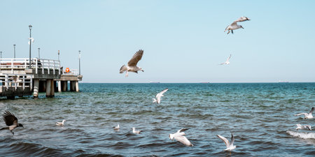The Sopot molo pier longest in Europe. Baltic Sea and the sun. Seagulls flying on the beach of...